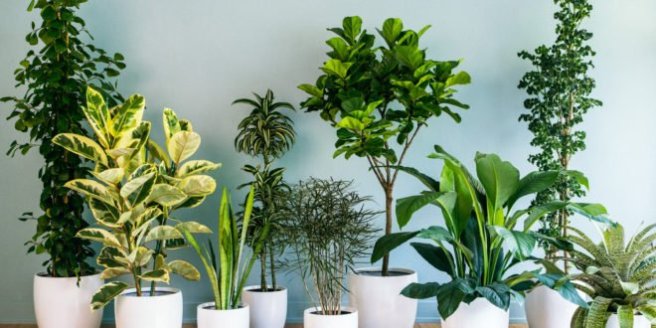 Indoor-Air-Purifying-Plants