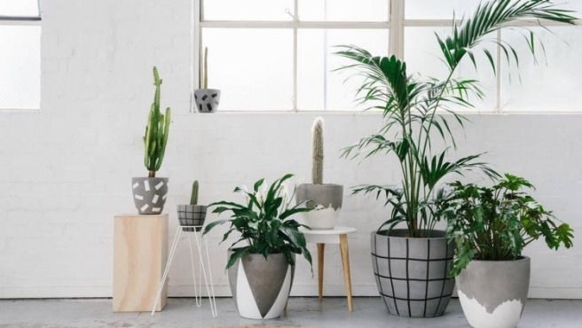 indoor-plants-melbourne